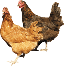 rsz_purepngcom-two-chickens-standing-right-next-to-each-otherchickenhenpartridgechookbiddybirdtwo-chicken-291520163665uvbqf_1